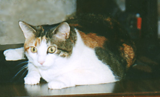 Gilly