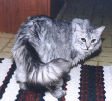Gypsy , Space Station Tik Tok, The  Moon-Unit, cat, cats, dog, dogs, Christmas, fun, stories, G Rated, images, graphics , Renato, music, bold cats in space