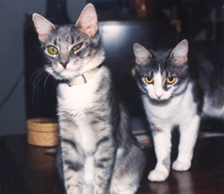 Tikky and Jimi, Space Station Tik Tok, The  Moon-Unit, cat, cats, dog, dogs, Christmas, fun, stories, G Rated, images, graphics , Renato, music, bold cats in space
